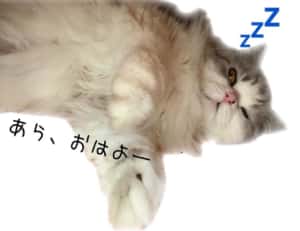 寝る銀さん猫